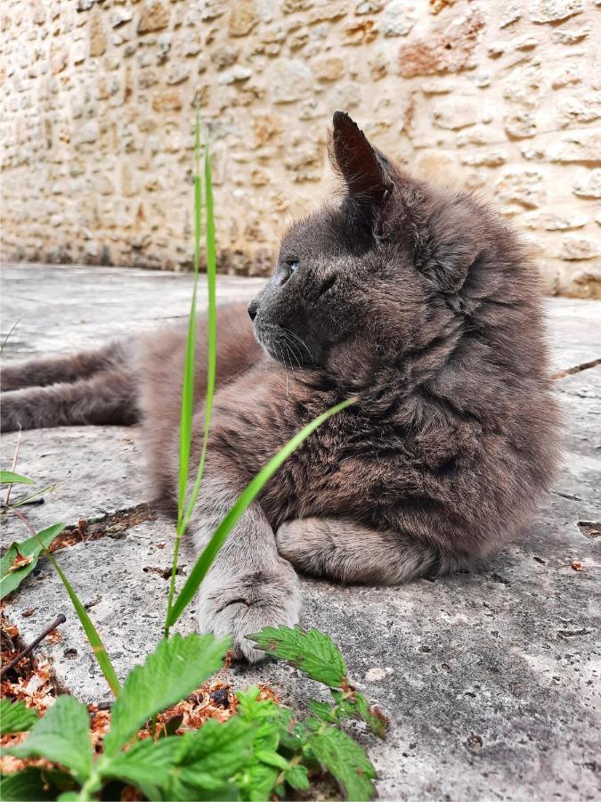 Le Marronnier Διαμέρισμα Niozelles Εξωτερικό φωτογραφία